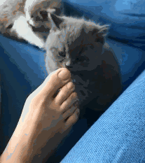 猫咪喜欢闻铲屎官的脚?我不是我没有别瞎说