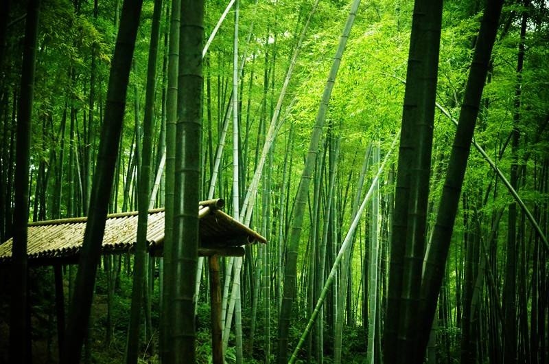 美景篇 蜀南竹海是长宁的4a级景区,120km的竹林,曾作为《卧虎藏龙