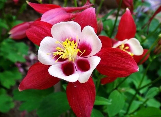 3种花,名字"接地气",花姿却"仙气",有幸养几盆,惊艳整年