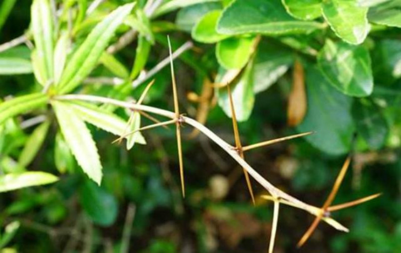 这种植物人称"三针",全身是刺有毒性,是难得的中药材见过吗?