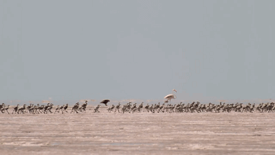 一路上,它们遇见孤独的秃鹳,奔跑的大象,沉默的羚羊,迷途的斑马