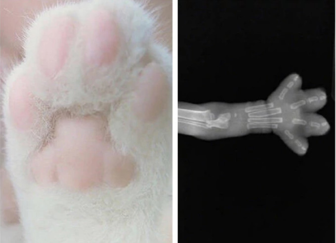 猫爪到底有多萌?拍个x光也能融化少女心,网友:美到骨子里