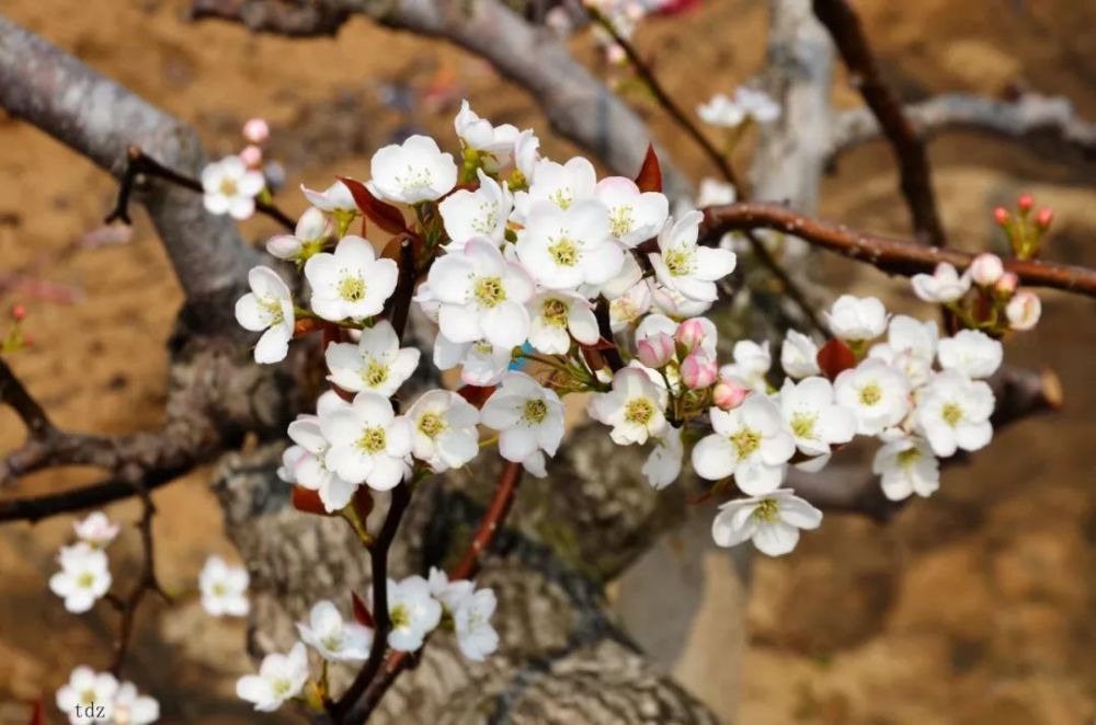 2019莱阳梨花节开幕式 千人快闪现场海量照片