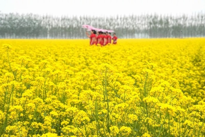 千亩油菜花海迎客来 就在齐河赵官镇