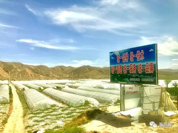 海原高崖乡的甜瓜香甜爽口,是你我盛夏的解暑佳品!