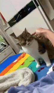 铲屎官在下楼梯,猫咪在旁边看着不爽,就打了铲屎官两下.