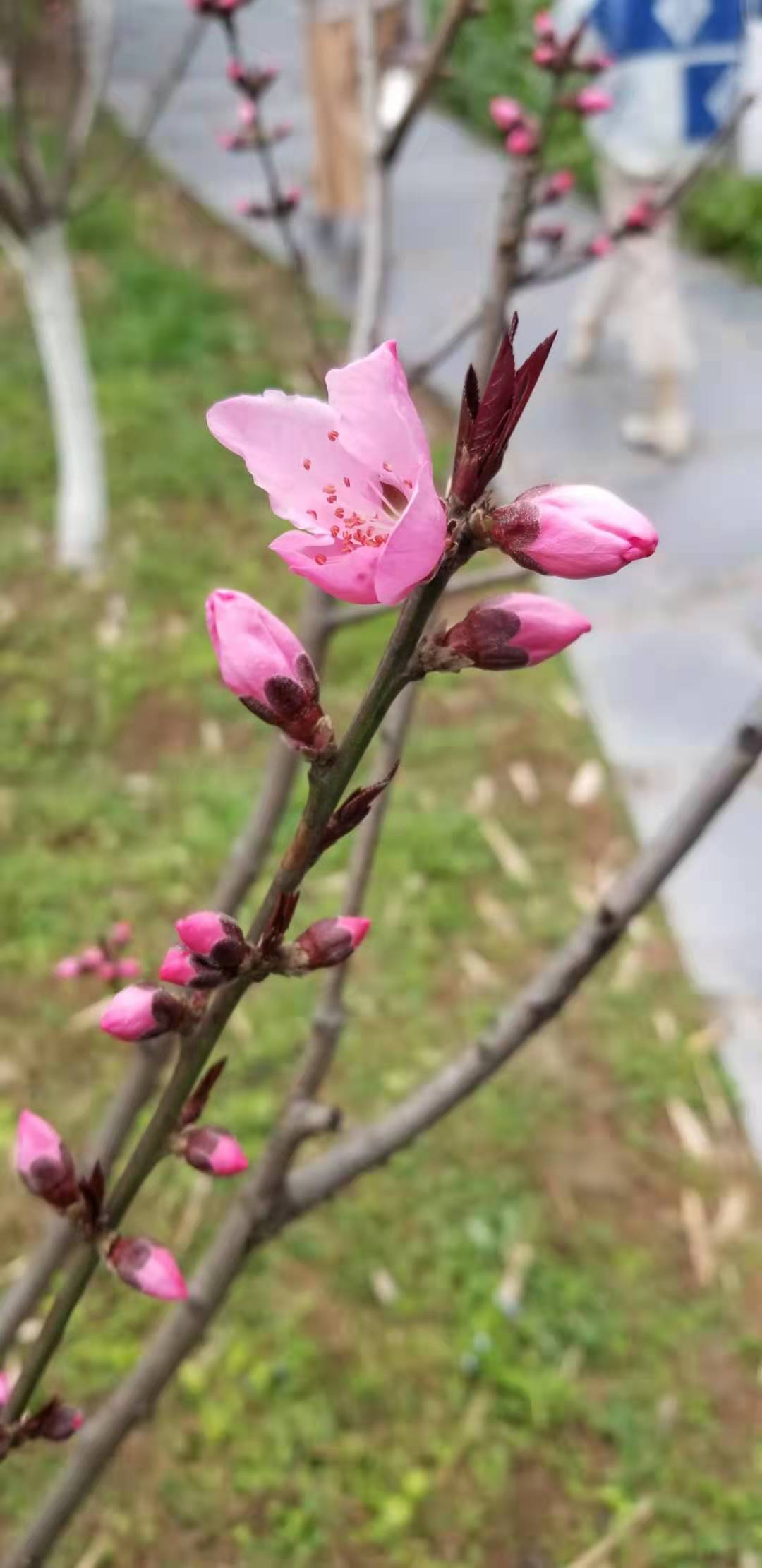 宜昌三大的樱花开了,美景免费观赏,分享路线及吃饭的好去处