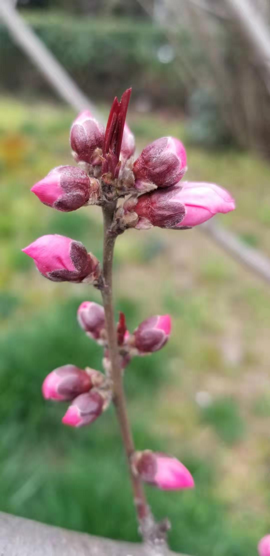 宜昌三大的樱花开了,美景免费观赏,分享路线及吃饭的好去处