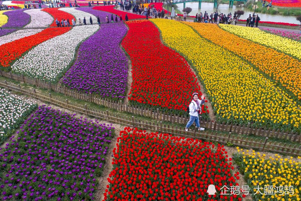 2019年4月14日,游人在江苏省大丰市荷兰花海赏花游玩(无人机拍摄).