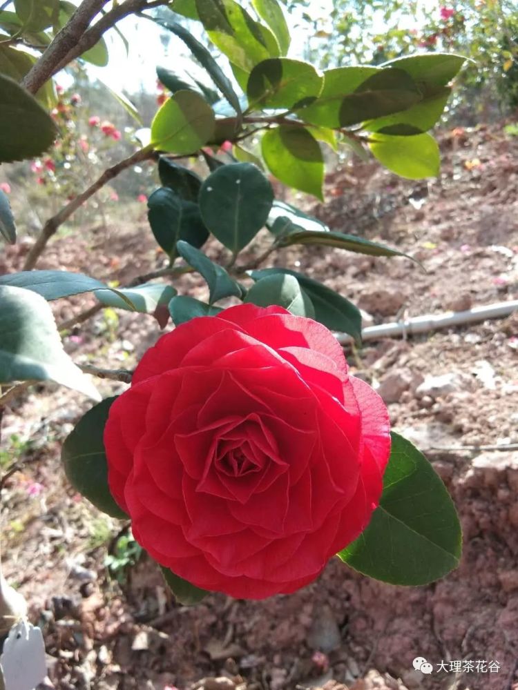 暮春小热浪,茶花谷里吹吹风