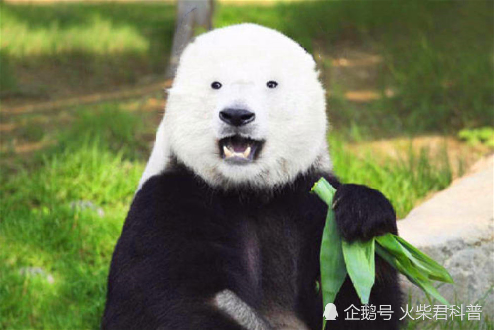 熊猫,生活百科,搞笑,大熊猫,宠物