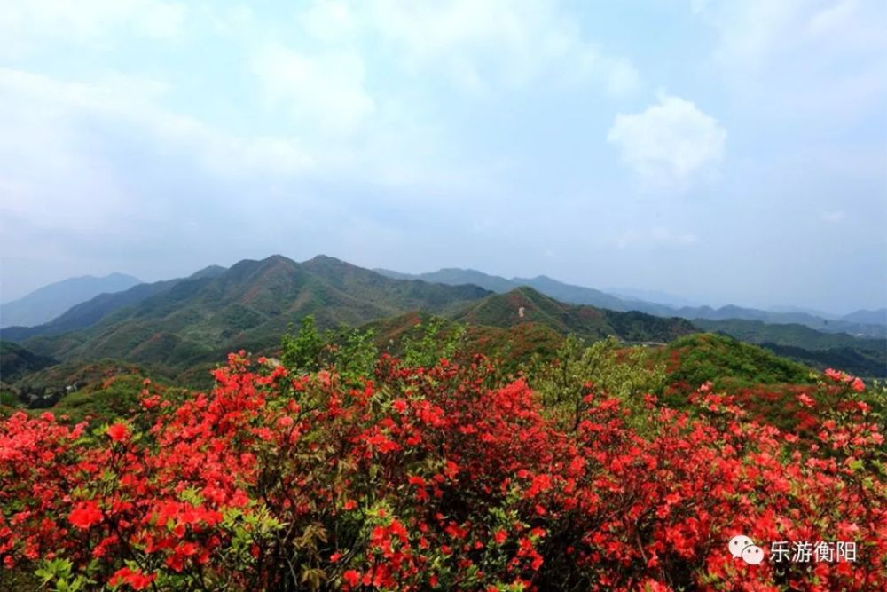 杜鹃花,天堂山,瑶族,塔山,常宁市