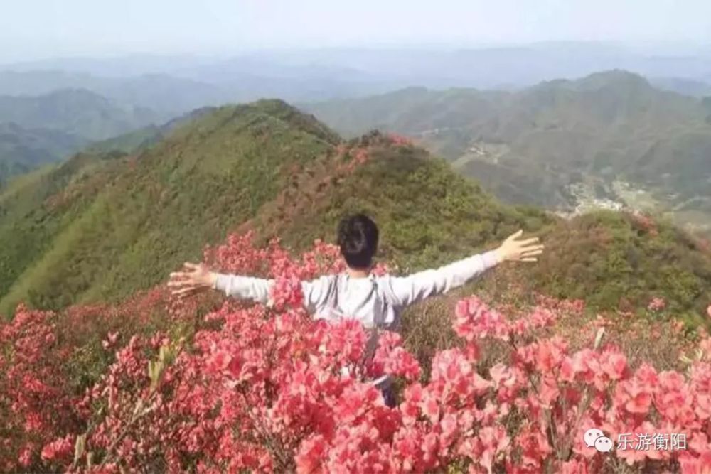 赴天堂山赏杜鹃花最全旅游指南,带你邂逅塔山瑶族乡的