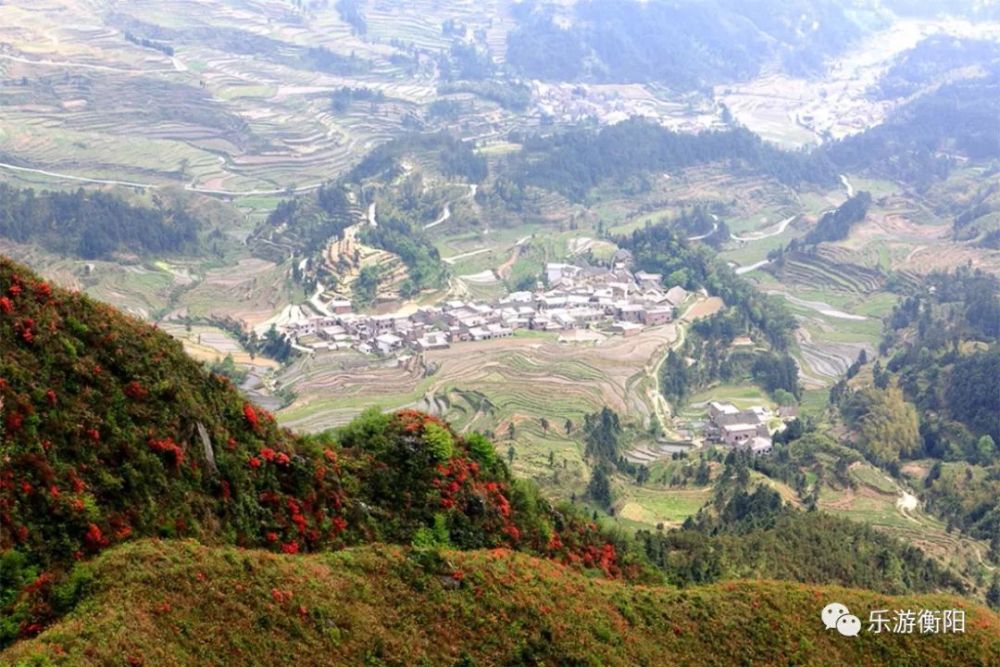 杜鹃花,天堂山,瑶族,塔山,常宁市