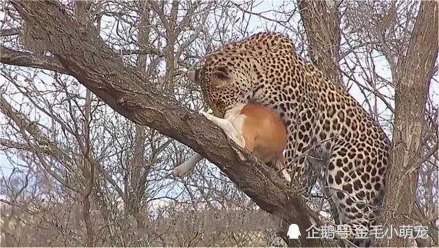 而能排在第三位的猛兽,可能就是花豹了,花豹的咬合力虽然不及老虎和