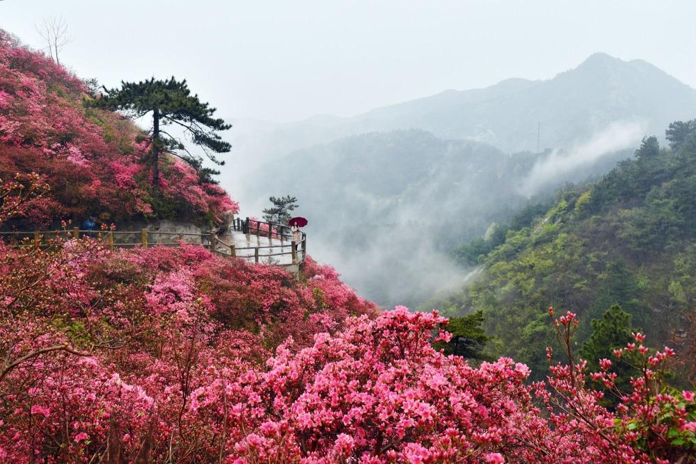 武汉黄陂云雾山,网红景点遇网红,红不过满山映山红
