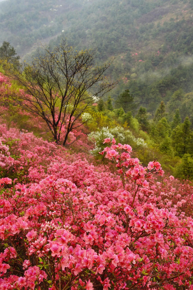 武汉黄陂云雾山,网红景点遇网红,红不过满山映山红