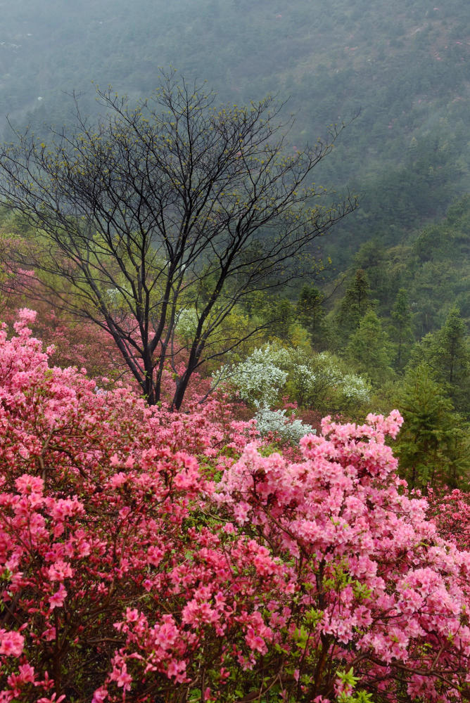 武汉黄陂云雾山,网红景点遇网红,红不过满山映山红