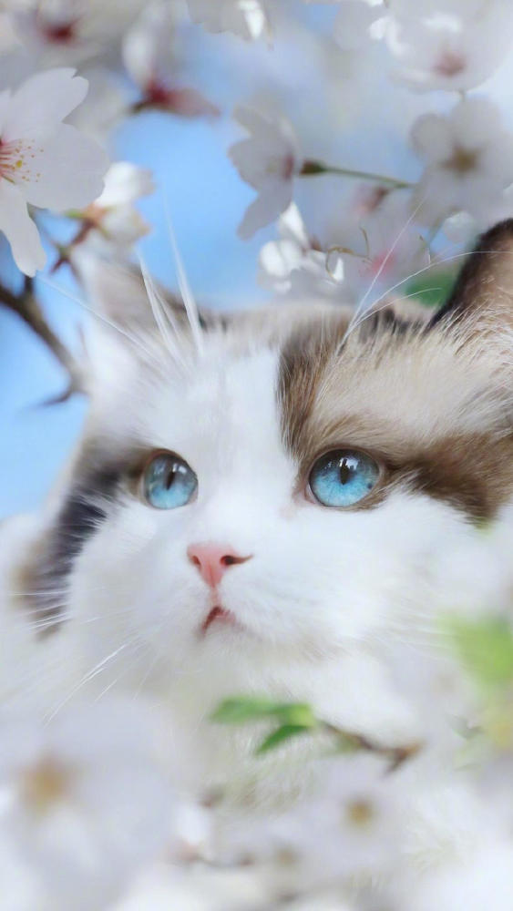 分享一组可爱萌系猫咪手机壁纸,慵懒温顺,非常得惹人喜爱!