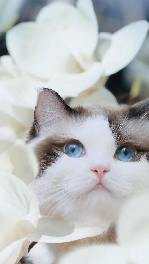 分享一组可爱萌系猫咪手机壁纸,慵懒温顺,非常得惹人喜爱!
