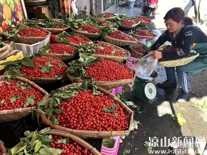 如今西昌上市的多为米易,德昌等地的樱桃.