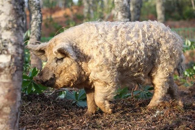 英国喜欢"烫头"的猪:浑身卷毛像绵羊,让绵羊情何以堪?