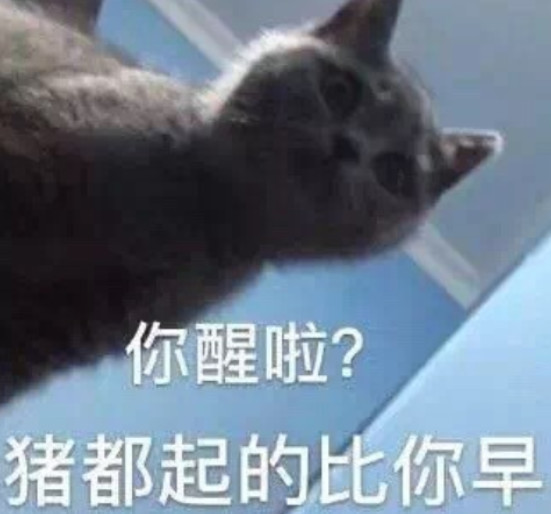 萌宠专用表情包:你醒啦,猪都比你起的早!