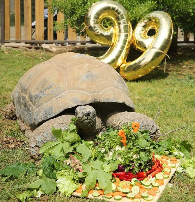 土耳其动物园乌龟庆祝99岁生日,享用蔬菜蛋糕,胃口真是棒棒哒