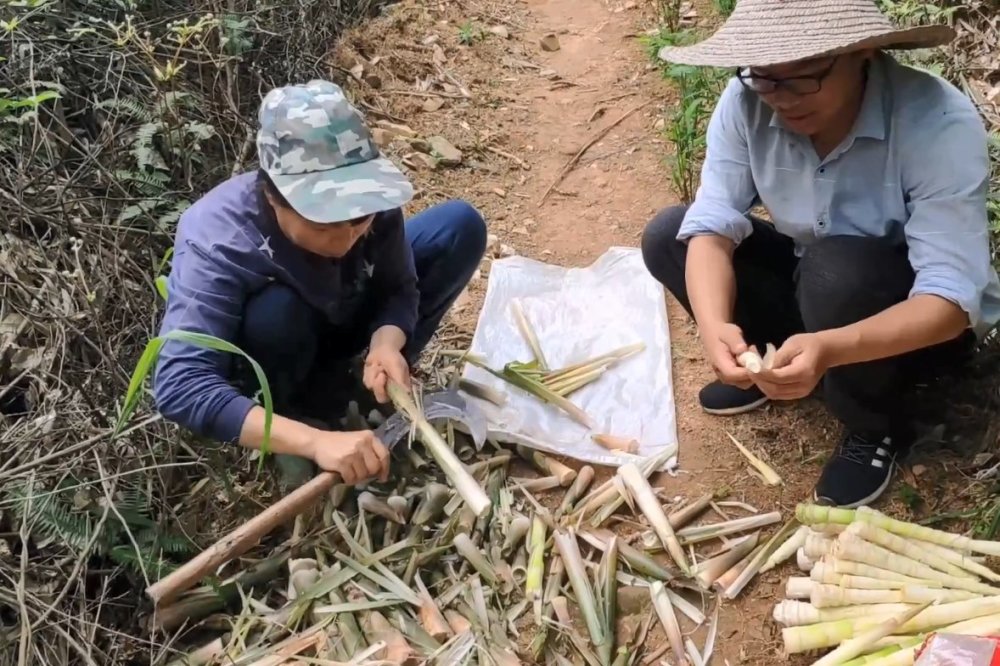 小伙进山寻找野生苦笋,看到小溪边长了几个大家伙,收获很不错