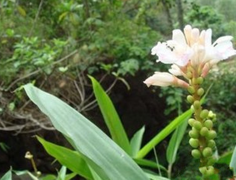 益智仁,植物,果实,叶子,核桃