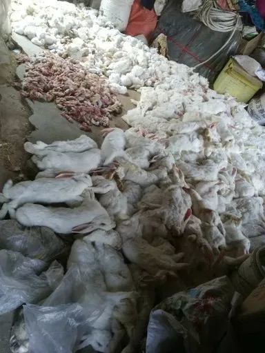 养殖场内兔子大量死亡