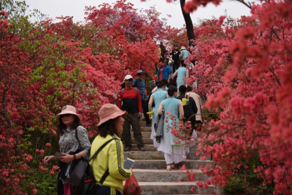 杜鹃花,天峡,岳西,宛如