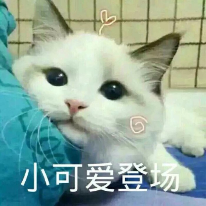 超奈斯撒娇小奶猫表情包,没对象一起玩?给个对象,好不