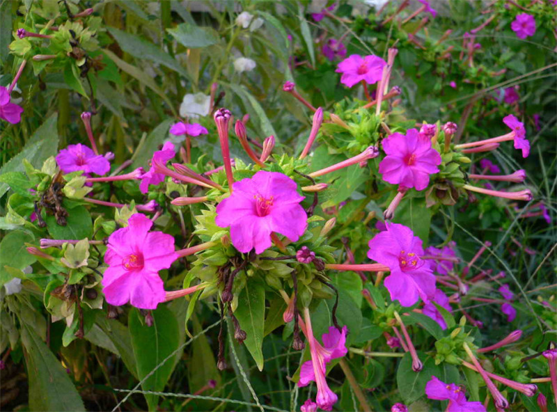 农村一种常见的小野花,人称"胭脂花",既能活血调经还能去粉刺