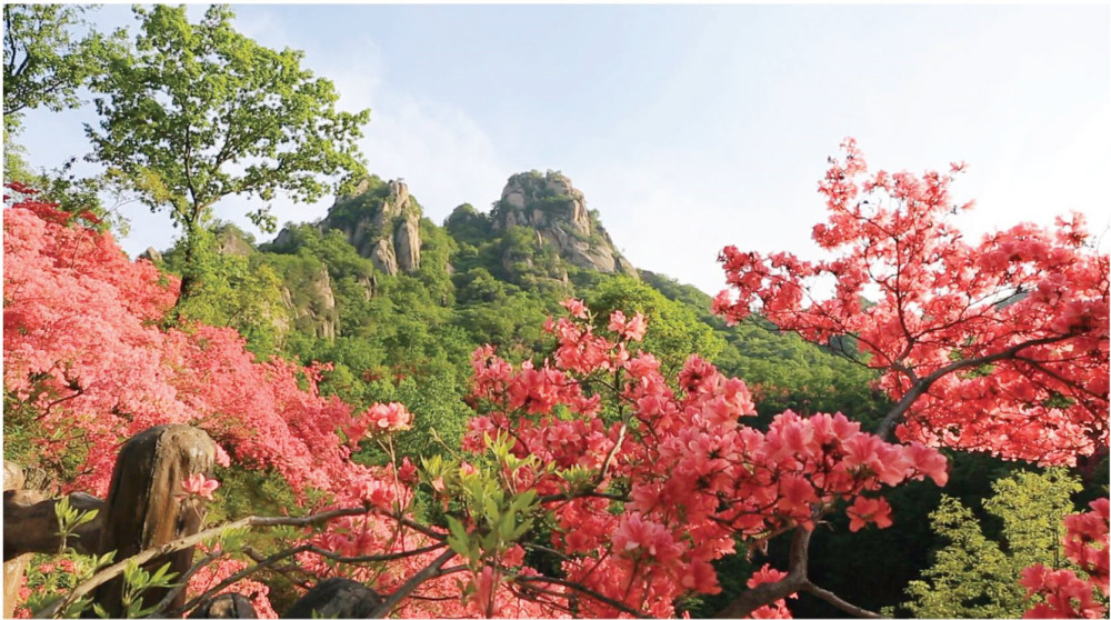 洛阳西泰山赏花浪潮四起,十万亩高山杜鹃开始进入盛花期!
