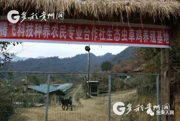 施秉:返乡创业养"虫草鸡"啄"开致富门
