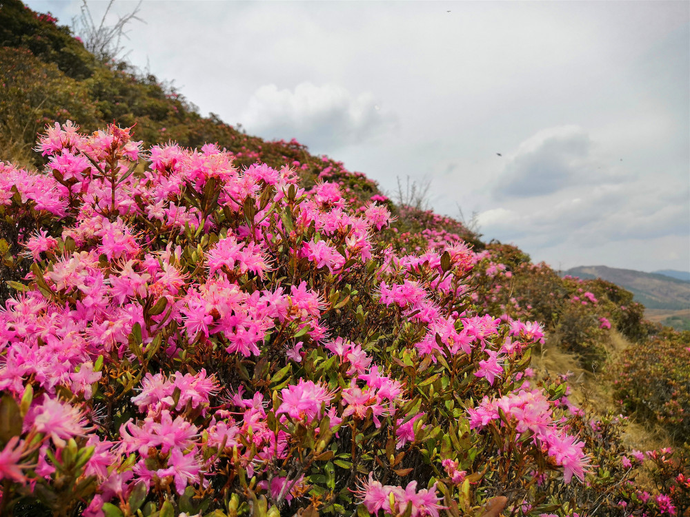 禄劝县马鹿塘鲜花盛开,赏花正当时