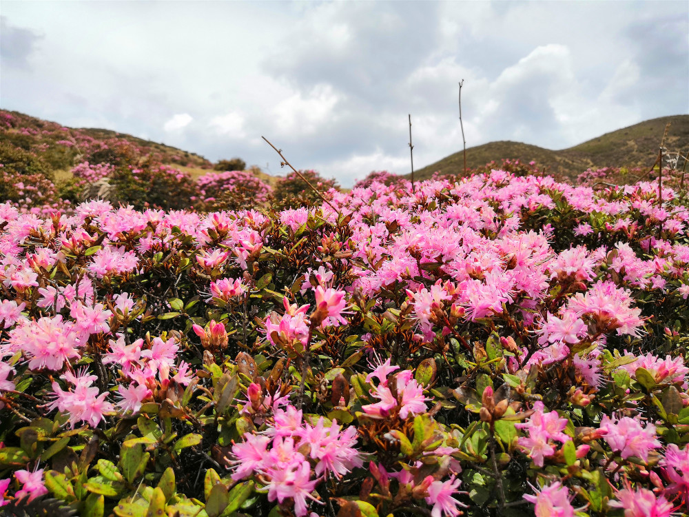 禄劝县马鹿塘鲜花盛开,赏花正当时