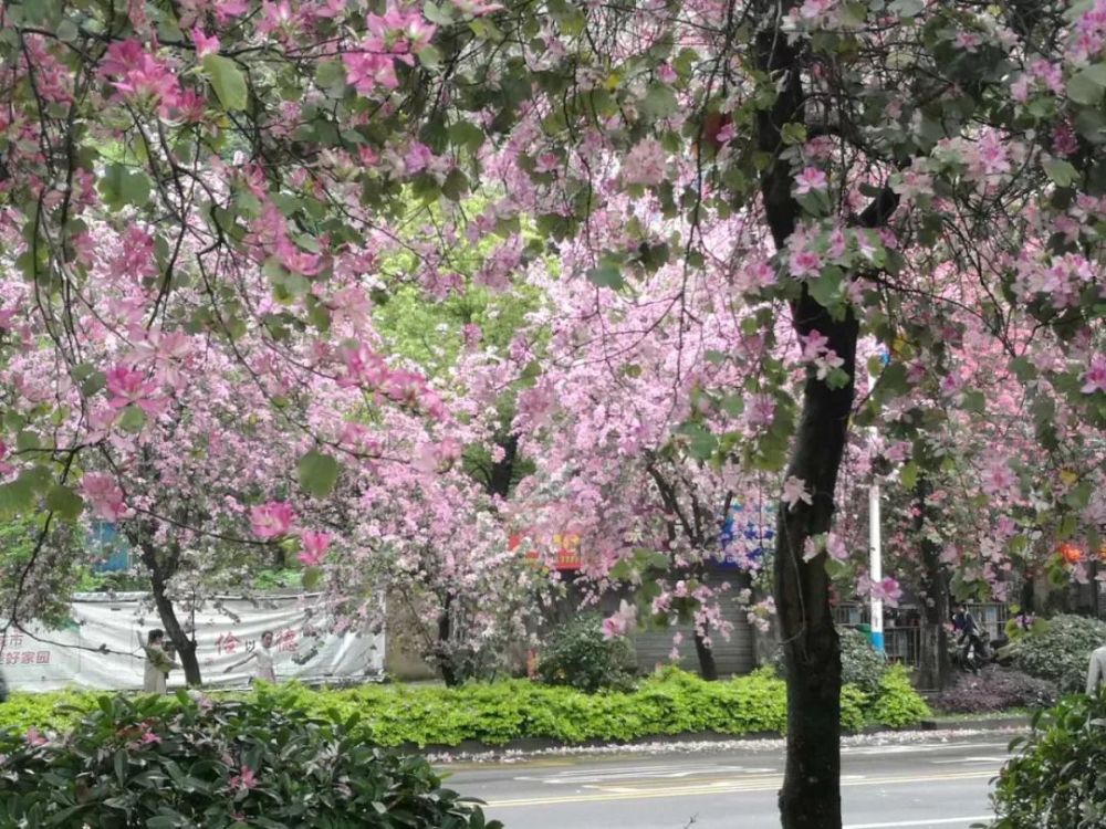 紫荆花,柳州