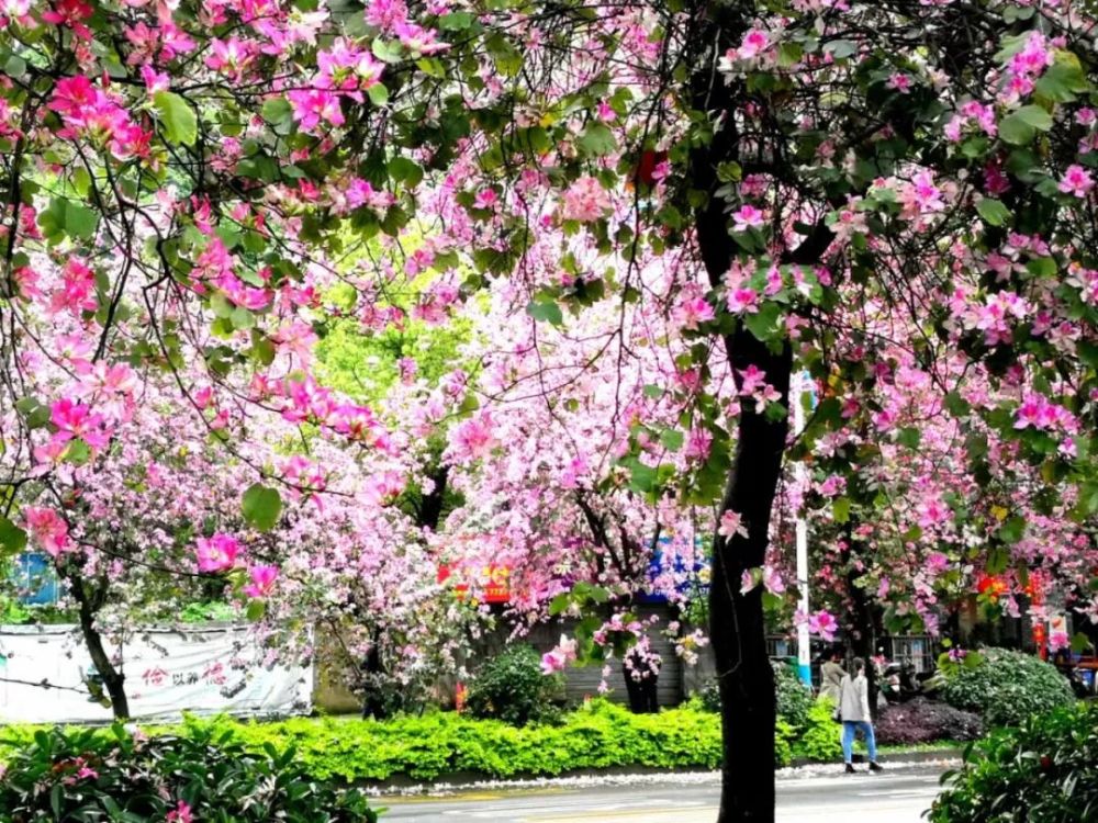 紫荆花,柳州