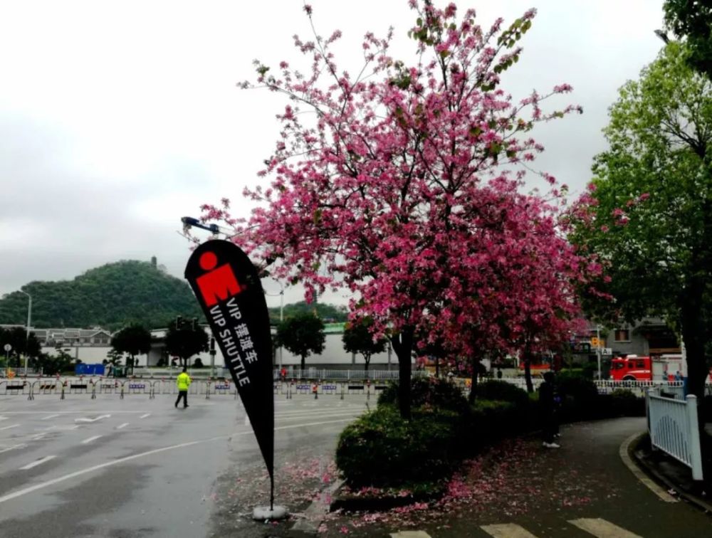 紫荆花,柳州