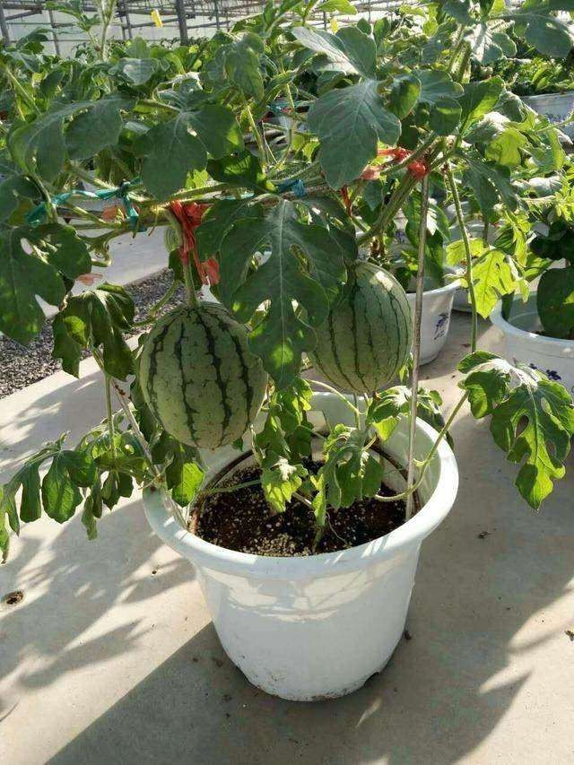 这5种水果种进花盆,一个月就能发芽,摆在家里当绿植便宜又好看