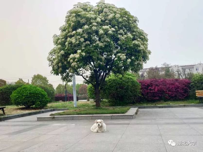 石楠花开,湖大石楠树下的你我她!