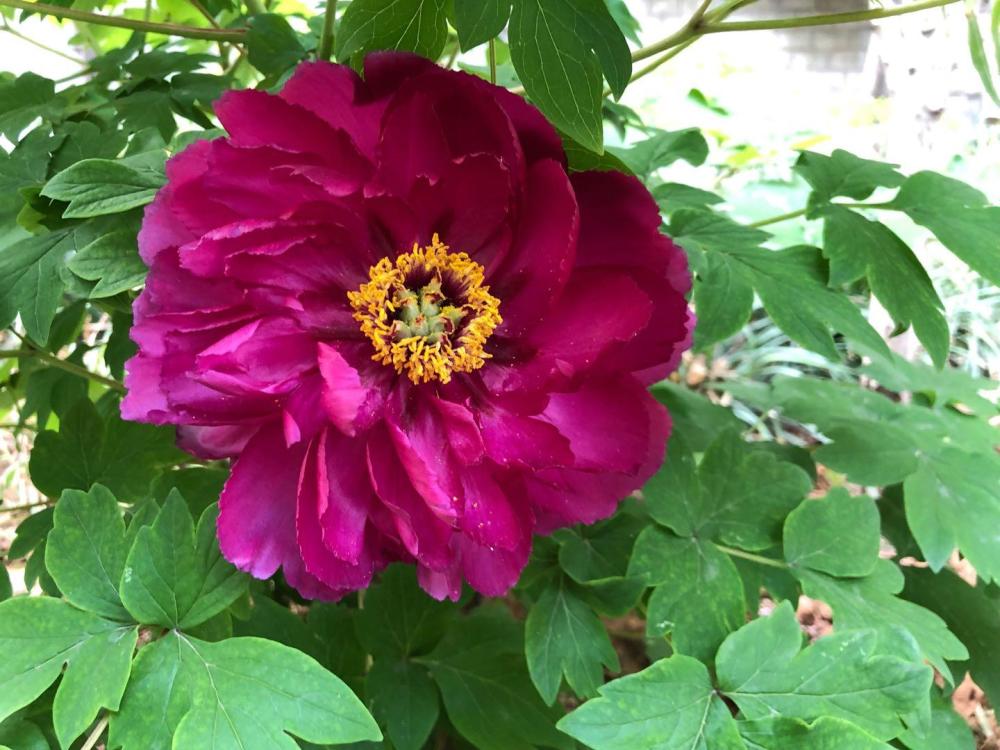 奔驰女车主维权靠哭诉!视觉中国为什么却能把