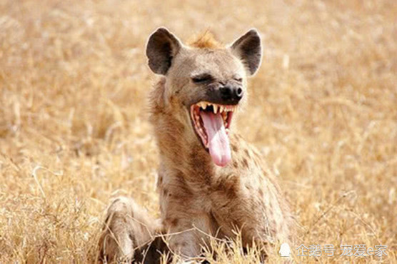 鬣狗,在草原上,天敌,体型,狮子