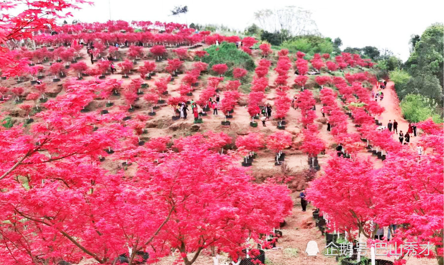 自贡最新的网红打卡地:16万人去观赏一景,让公路几乎瘫痪