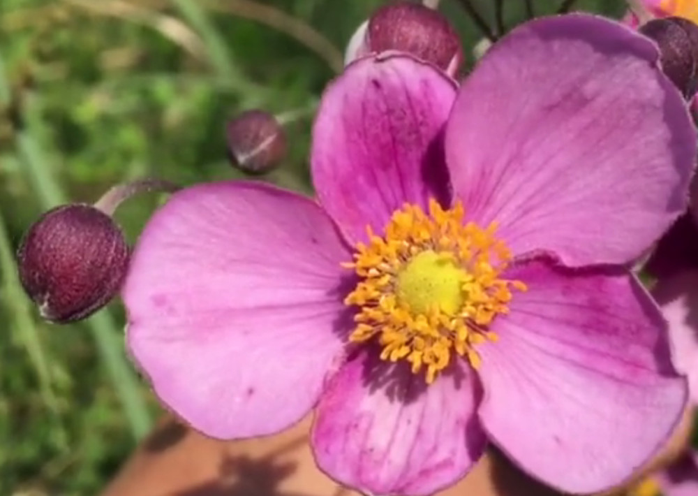 这种野花在农村很常见,花是粉红色的,有止咳止血,治气喘的功效