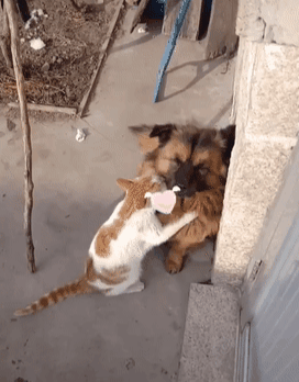 猫站着帮狗按摩,狗一脸享受的表情,猫:狗哥,这力度还