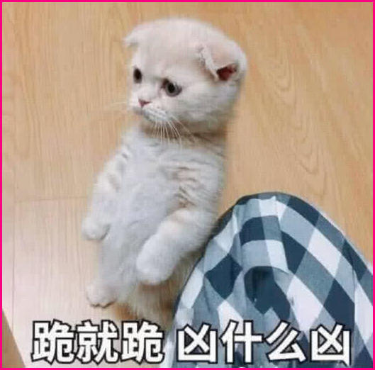 超奈斯"喵星人"求饶表情包,跪就跪,凶什么凶!还不来哄
