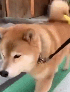 主人养了一只自带零食的柴犬,每次出门用尾巴夹住的样子,好萌啊